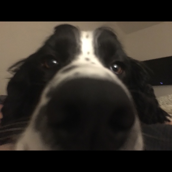 Meet your Posher, Elizabeth - Picture 1 of 1